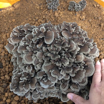 原木舞茸 1キロ相当#2