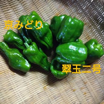 ピーマン2種80サイズ満タン 80サイズ満タン 野菜/ピーマン通販