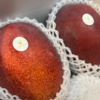 食品 沖縄直送 完熟マンゴー 訳あり 2〜3玉 1kg（箱込み）クール便配送込み