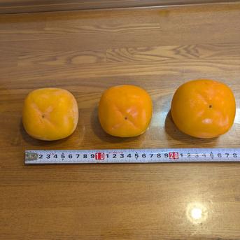 渋柿 平核無柿5.5kg 20~25個 | 果物/柿 産直アウル 農家から直接野菜