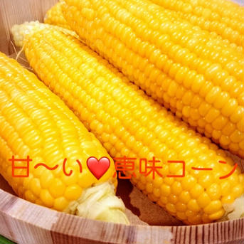 朝採れ❗️おひさまからの恵味☆スイートコーン4キロ 3L(400g以上）〜2L（300g以上）12本から13本 野菜/とうもろこし通販