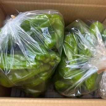 ☆有機JAS認証☆朝採れ新鮮！ピーマン1㎏ ピーマン1㎏ 野菜/ピーマン通販