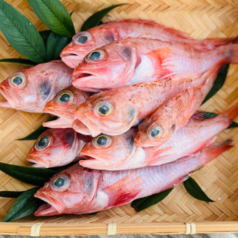 駿河湾の福魚・夢カサゴ1kg 〜下処理済 〜 ｜ 魚介類/魚介の加工品