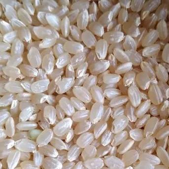 令和7年産 新米】須賀川の自然が育てたコシヒカリ玄米 5kg ｜ 米・穀物 