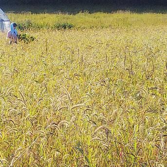 やさしい風の肥料・農薬不使用自然栽培 黒千石大豆5kg | 野菜/豆類