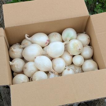 やさしい風の肥料・農薬不使用 自然栽培白玉ねぎ ｜ 野菜/玉ねぎ 産直
