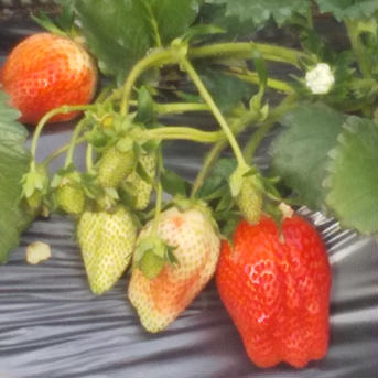 2月限定価格🍓やよいひめ中身おまかせ2パック 280g×2パック 果物/いちご通販