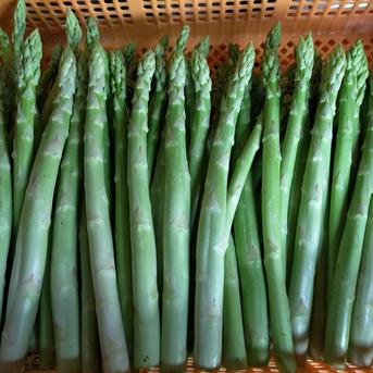 【朝採】 アスパラガス B品L~2Lサイズ 2kg 【収穫当日発送】 2kg 野菜/アスパラガス通販