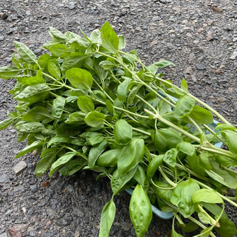 農薬不使用　茎付きフレッシュバジル 1.5kg 野菜/ハーブ通販