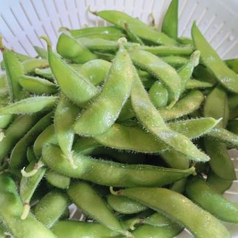 枝豆 枝豆約1.5kg 野菜/枝豆通販