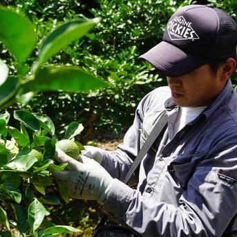 【お徳用・訳あり品】大分県宇佐市産かぼす約10kg 徳用種ありかぼす10kg 果物/香酸柑橘(ライム・レモン等)通販