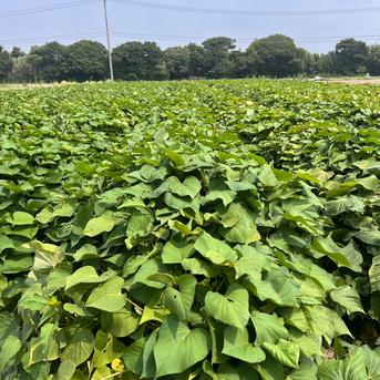 今期収穫！新潟県産紅はるか150キロ訳アリ 訳アリ！『紅はるか』20㎏ ｜ 野菜/さつまいも 産直アウル 農家・漁師