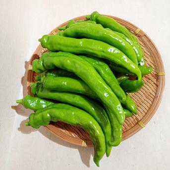 有機栽培 万願寺とうがらし 1kg 赤青ミックス ｜ 野菜/ししとう 産直