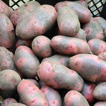 無農薬】希少品種じゃがいも5種贅沢食べ比べセット（デストロイヤー他