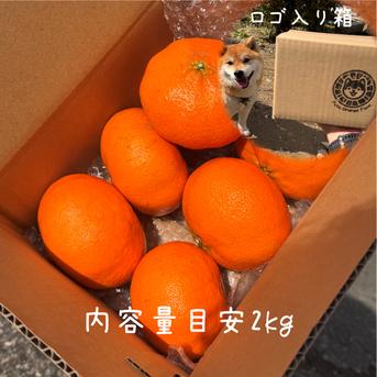 市場にほぼ出回らない】甘平《ご家庭用 2kg》｜柑橘史上トップクラスの