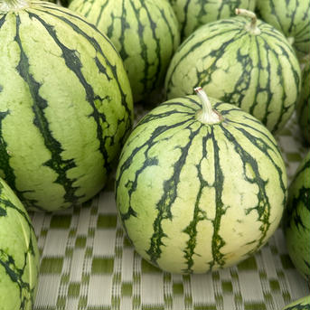 【タネの小さいスイカ🍉】 ピノガール　訳あり品 4〜5玉（約10㎏） 果物/スイカ通販