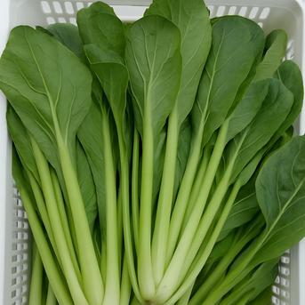 超超訳あ＆超激安ジャンボ小松菜(10kg) 生産者直売品(SDGs商品農業は