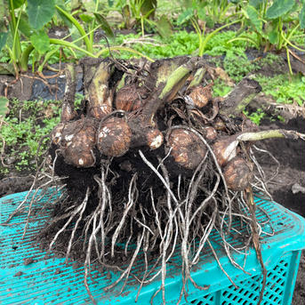 ハラダファームの里芋 5キロ 野菜/里いも通販