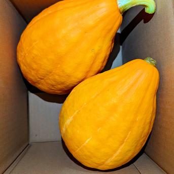 甘熟コリンキー約2.3玉で３kg以上 約2.3玉で３kg以上 野菜/かぼちゃ通販