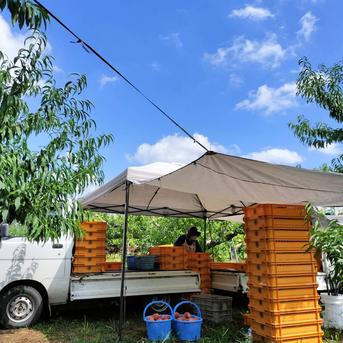 数量限定！ガブっと丸かじり‼  あかつき　4kg【自家用おすすめ‼小玉品】8月上旬収穫予定  桃　あかつき小玉4㎏(2kg×2)  果物/もも通販