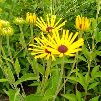 【夏ギフト】世界にたった1つのベジフラワー 夏野菜、花 野菜/その他野菜通販