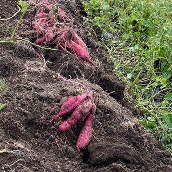 限定5ケース）Lサイズ×10kg 無農薬、無化学肥料で育てました。L