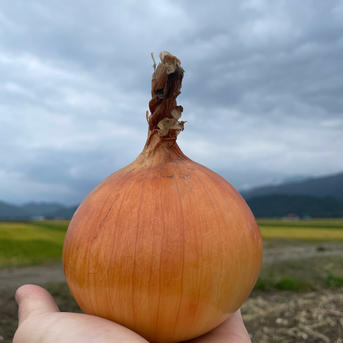 富良野産20kg玉ねぎ】玉ねぎ20kg箱サイズ混合 ｜ 野菜/玉ねぎ 産直