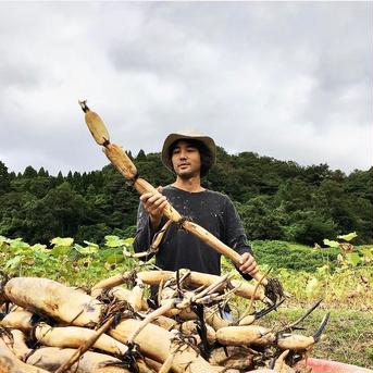 【自然栽培・在来種】神子原れんこん(大)3kg(クール便) 3kg(クール便) 野菜/蓮根通販