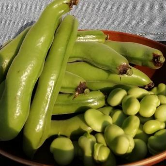 はなのきふぁーむのおひさま野菜　西洋そら豆と日本そら豆食べ比べセット　【1kg】 1kg 野菜/豆類通販