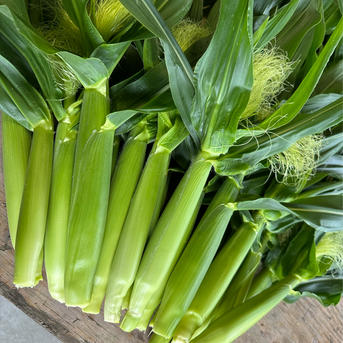 和歌山県産 ゴールドラッシュ ヤングコーン 50本 ｜ 野菜/とうもろこし