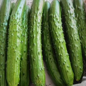 新鮮きゅうりA品 朝採り野菜 20kg 野菜/きゅうり通販