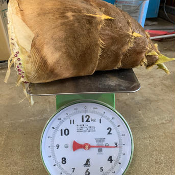 【特別価格】春がきた　旬の筍 10キロ 野菜/人参通販