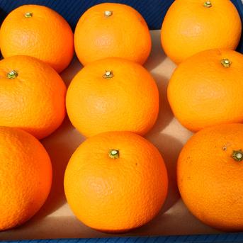広島産八朔(はっさく）味自慢3Lサイズ特上品（10K） | 果物
