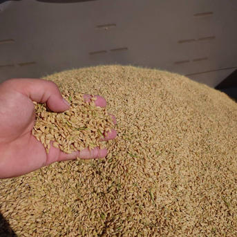 令和8年産お米 元気つくし白米4.5kg 特別栽培農法 ｜ 米・穀物/米/精米