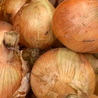訳あり玉ねぎ10kg　香川県産 ９ｋｇ 野菜/玉ねぎ通販