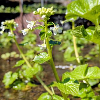 朝採れ 静岡県産希少な花わさび ｜ 野菜/その他野菜 産直アウル 農家