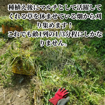 新生姜 4kg 農薬栽培期間中不使用・無肥料 熊本県産 露地 ｜ 野菜