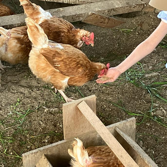 平飼い卵80個２/27常温発送きんつばわさび 80個入の平飼い卵】上品な甘みとコクのある昔ながらの美味しさ ｜ 卵