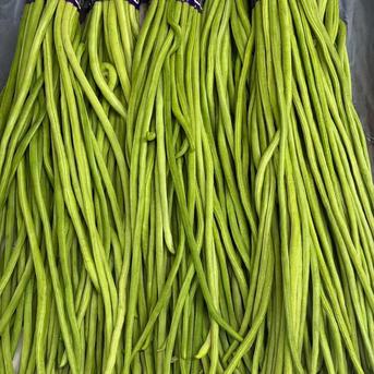 日本国内希少】朝採り新鮮 本格長豇豆（ロングインゲン） 750g ハウス