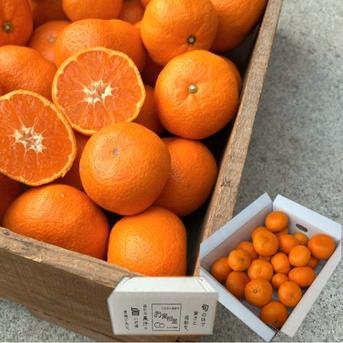 晩生みかんの旨さたっぷり！超熟みかん「熟太郎（じゅくたろう）」 お