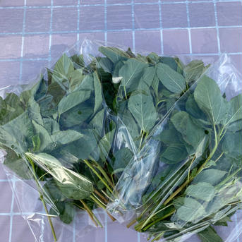 はぴぱらのモロヘイヤ(無農薬・無肥料栽培)700g 700g 野菜/葉物通販