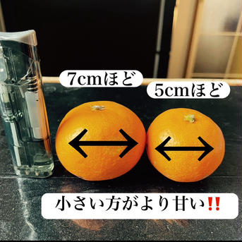 5周年限定　宝樹　小玉みかん　10キロ　有田みかん和歌山県　産地直送 10kg 果物/温州みかん通販