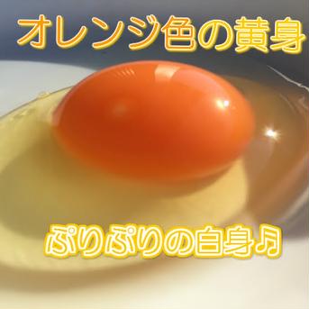 ★期間限定特売★【初たまご50個】『枯草菌』育ちの鶏の初たまご50個 50個 卵/鶏卵通販