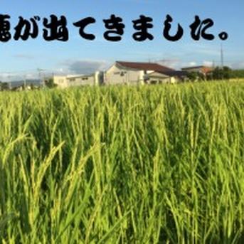 令和7年産 もち米 カグラモチ 餅米 玄米 500g ｜ 米・穀物/もち米 産直