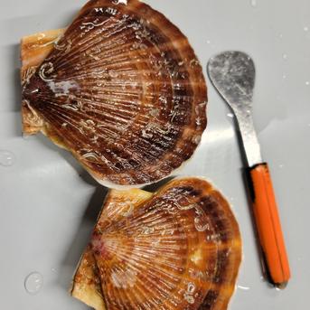 北海道産　活ホタテ３年貝　５キロ ５キロ 魚介類/ホタテ通販