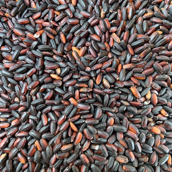 【黒米 令和６年度 新米‼️】手植え手刈り天日干し　農薬不使用　肥料不使用の自然栽培 300g×2袋 米・穀物/玄米通販