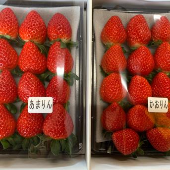 値下げ】あまりん・かおりん食べ比べ2パック(500g) ｜ 果物/いちご