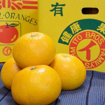 ★八朔の常識がかわる！★さつき八朔（樹上完熟八朔） プリプリでジューシー！ 4kg 【麗品】4kg 約16-18玉前後 果物/オレンジ・その他みかん通販