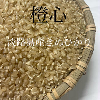 キヌヒカリ玄米10kg🌾橙心🌾令和7年度産新す米🌾淡路島からの新米キヌヒカリ〜玄米 キヌヒカリ玄米10kg 米・穀物/玄米通販