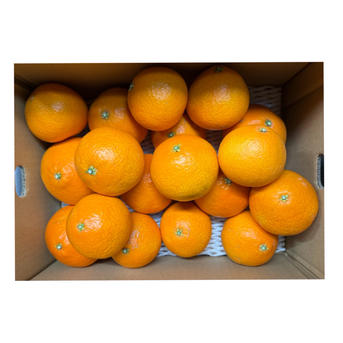 愛媛県産 まどんな 家庭用 箱込 10kg まどんな 家庭用 箱込み10キロ（5キロ箱×2箱） | 果物/オレンジ